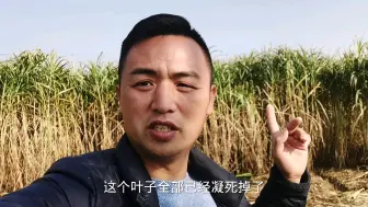 Скачать видео: 冬季皇竹草能顺利过冬吗？湖南温度这么高，没想到会成这样