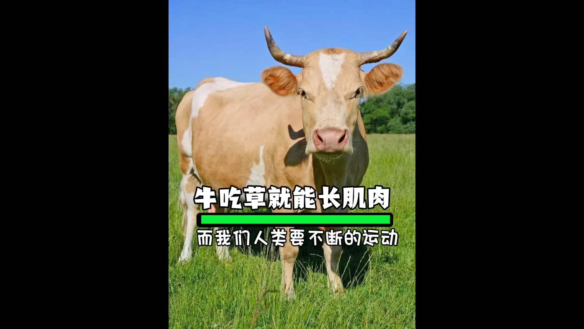 为什么牛光吃草就能长肌肉,而人类却是运动才能拥有一身漂亮的肌肉呢