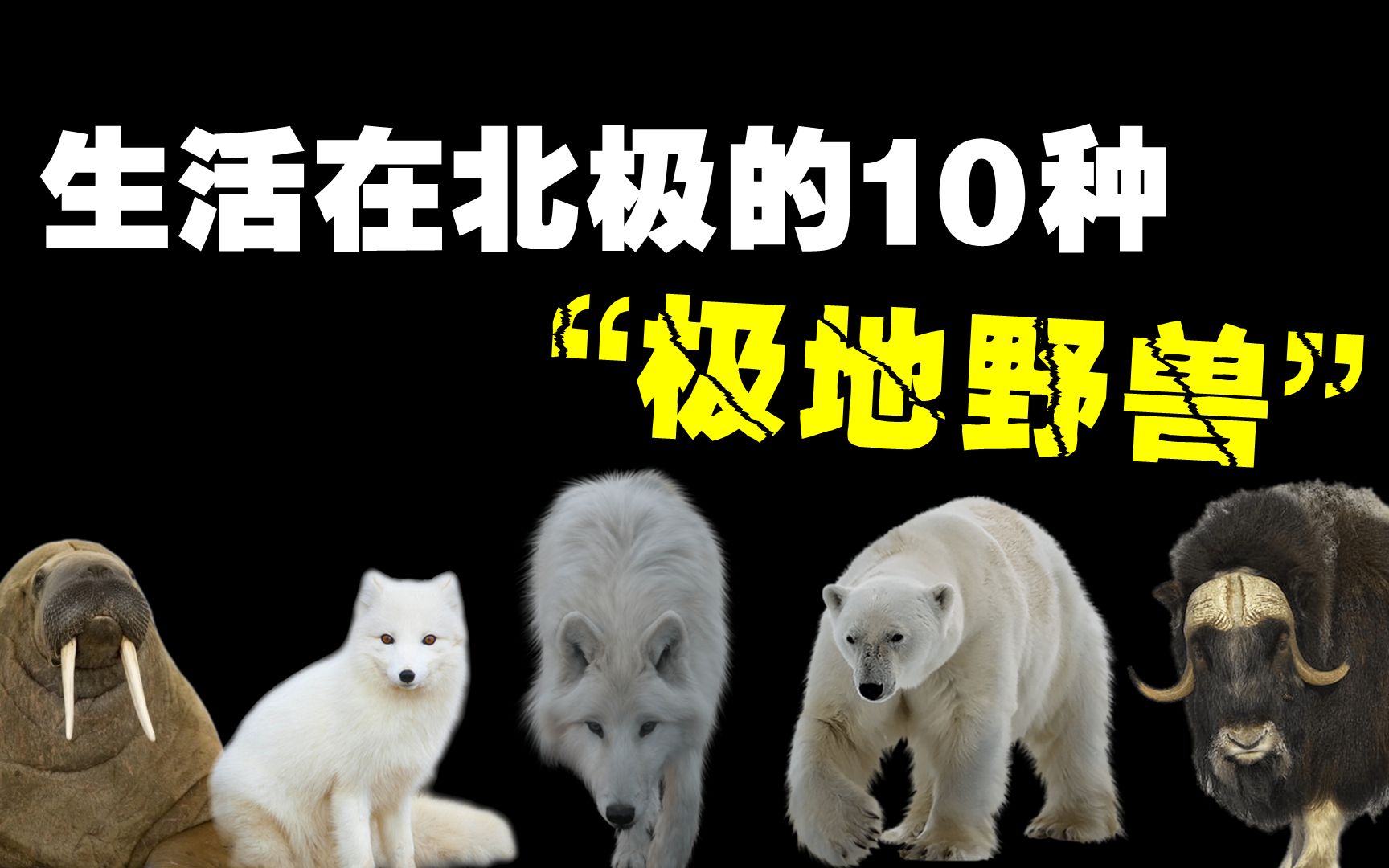 [图]生活在北极的10种野兽，你知道真正的“北极之王”究竟是谁吗？