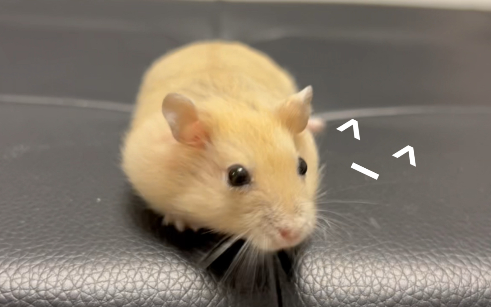 抱头鼠窜….city walk