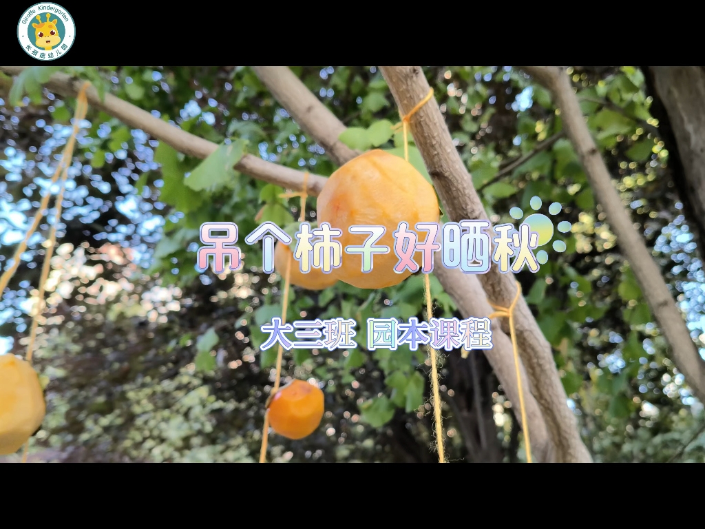 园本课程《吊个柿子好晒秋》哔哩哔哩bilibili