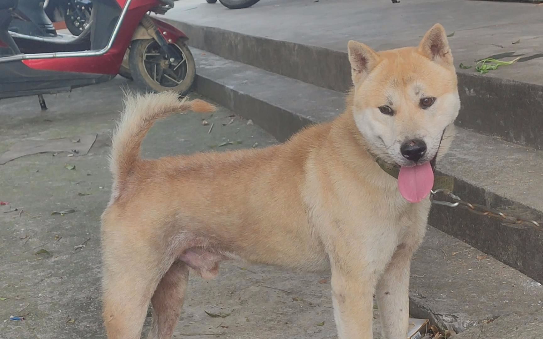 中型犬品种大全黄狗图片