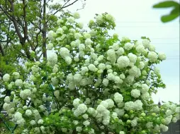 下载视频: 欧洲木绣球时间（5）