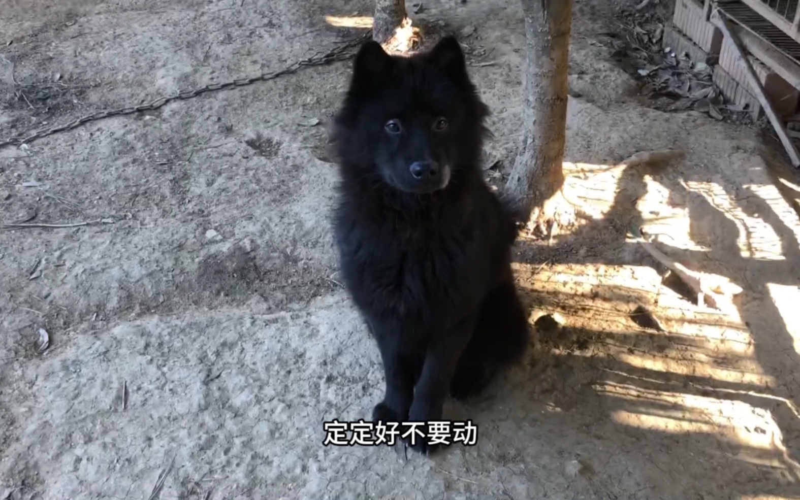 【随心家的田园】黑土松的种公,葫芦