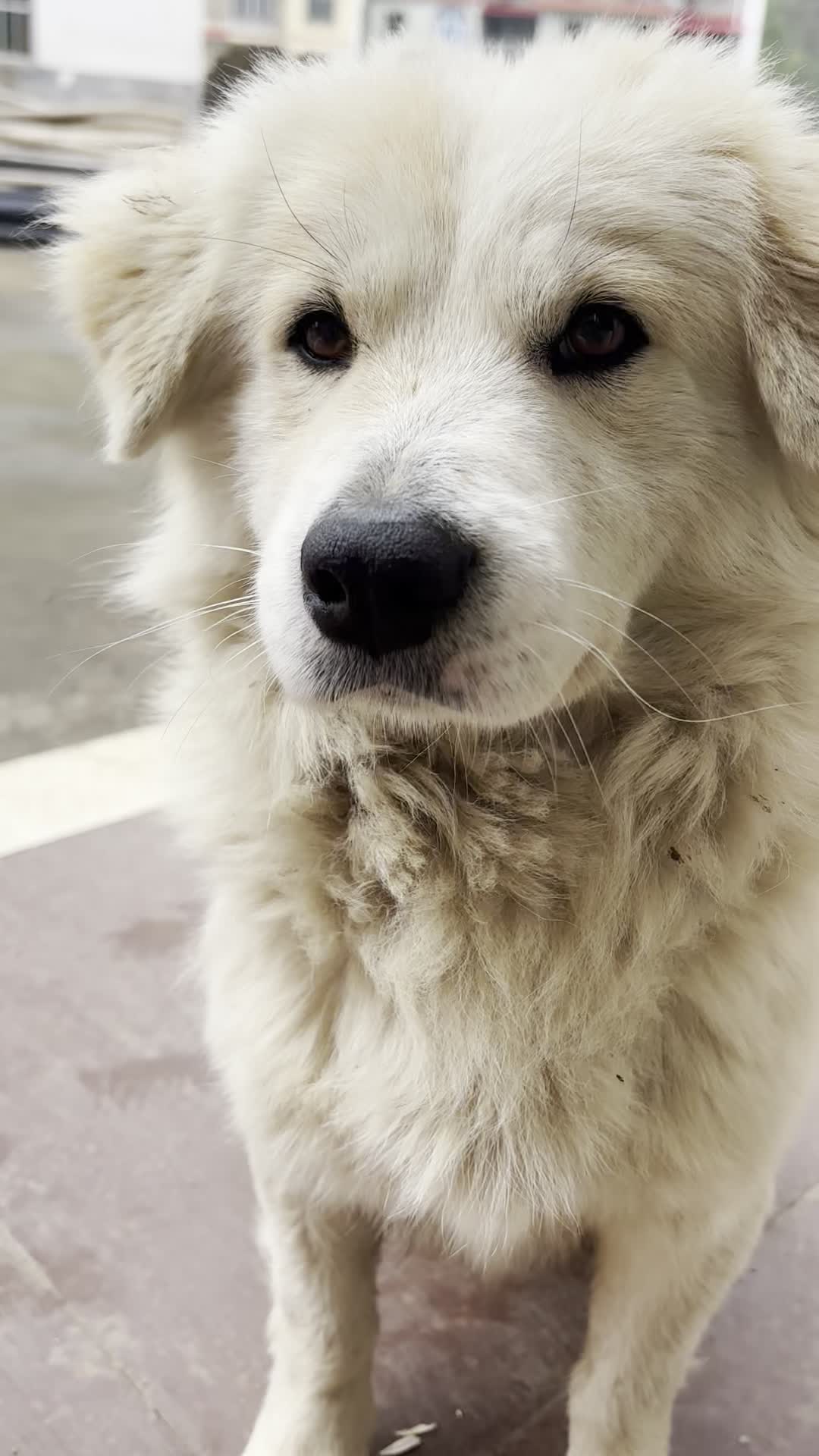 感觉家里的狗半田园犬半金毛的感觉.到底是什么品种啊