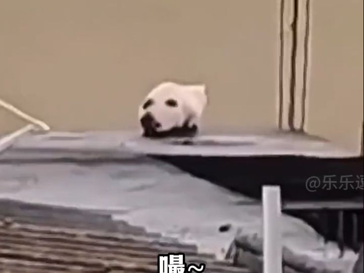 萌宠搞笑瞬间 沙雕动物迷惑行为大赏
