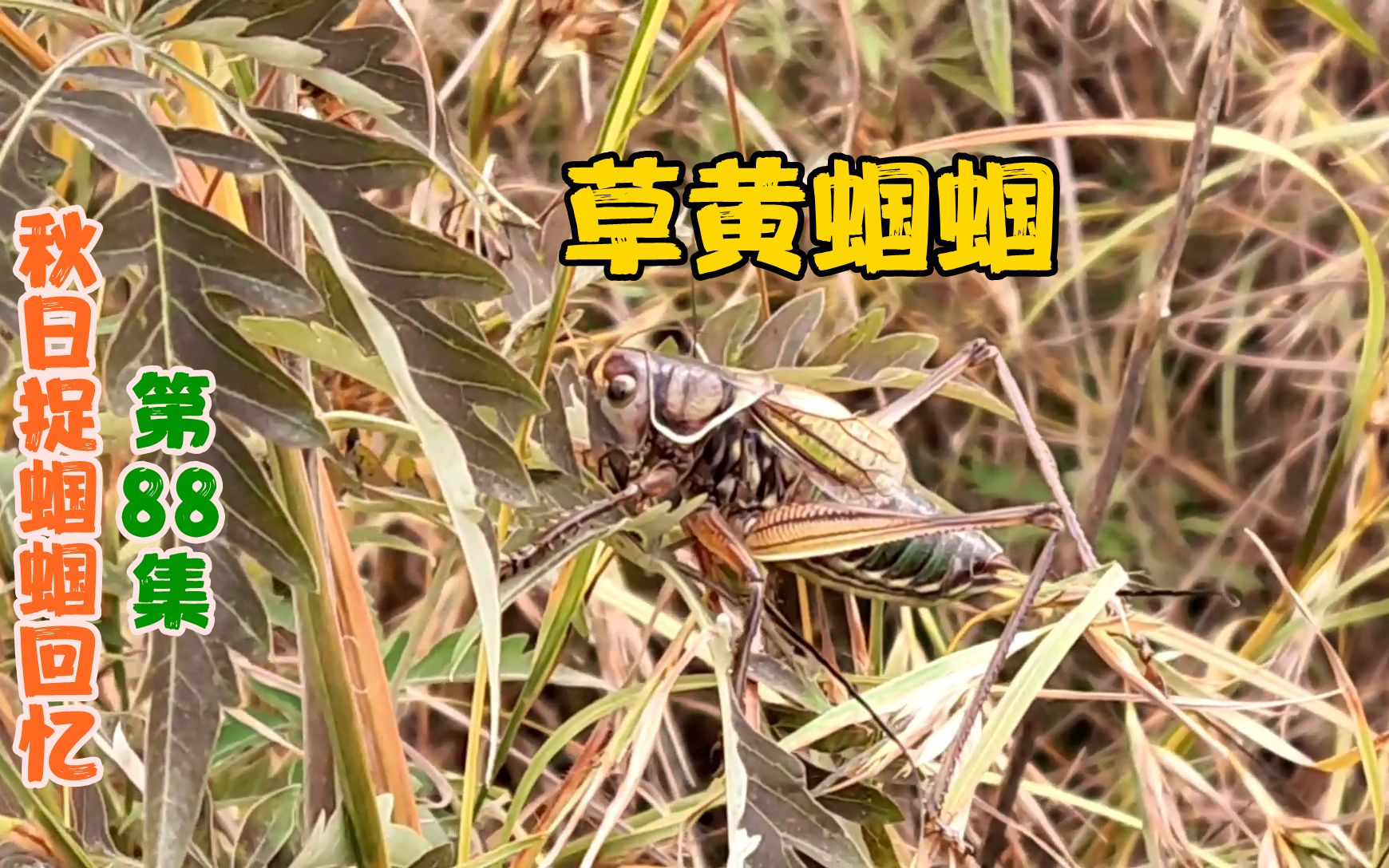 见过草黄蝈蝈吗?同是晚秋才有的品种,比草白蝈蝈更显秋天之美!