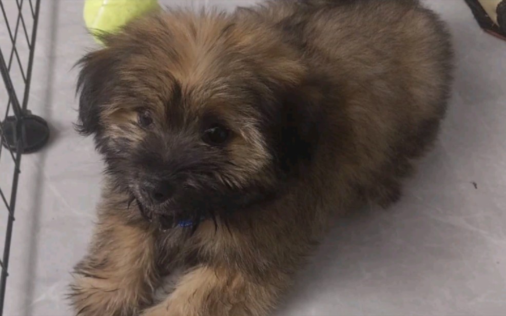 长毛小土狗(女生)请b友给她取个名字