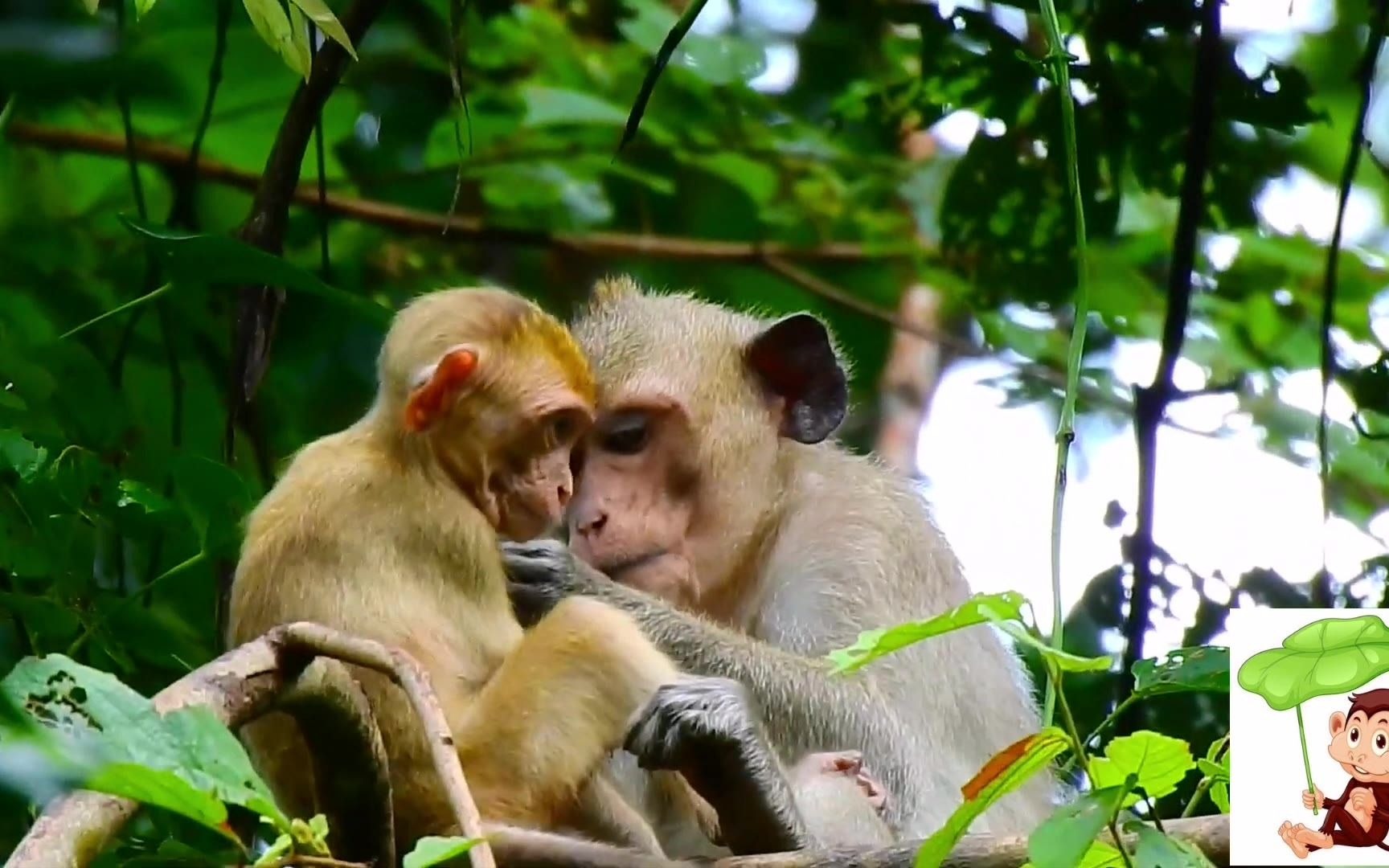 金毛小猴子很爱干净,猴妈妈帮它梳理毛发
