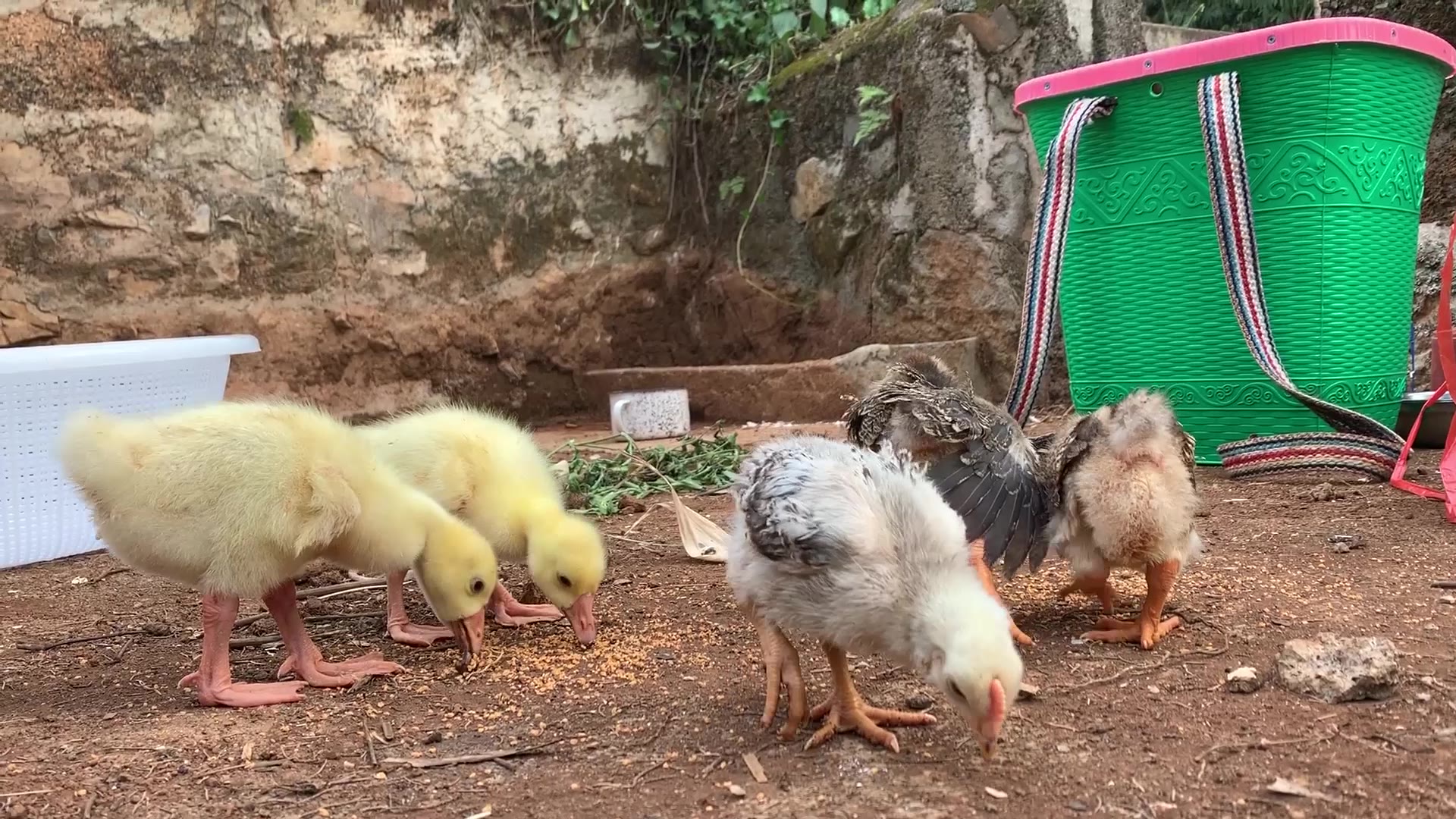 橋弟橋弟:下山到動物集市買小雞小鴨小鵝,順便看看有沒有小羊