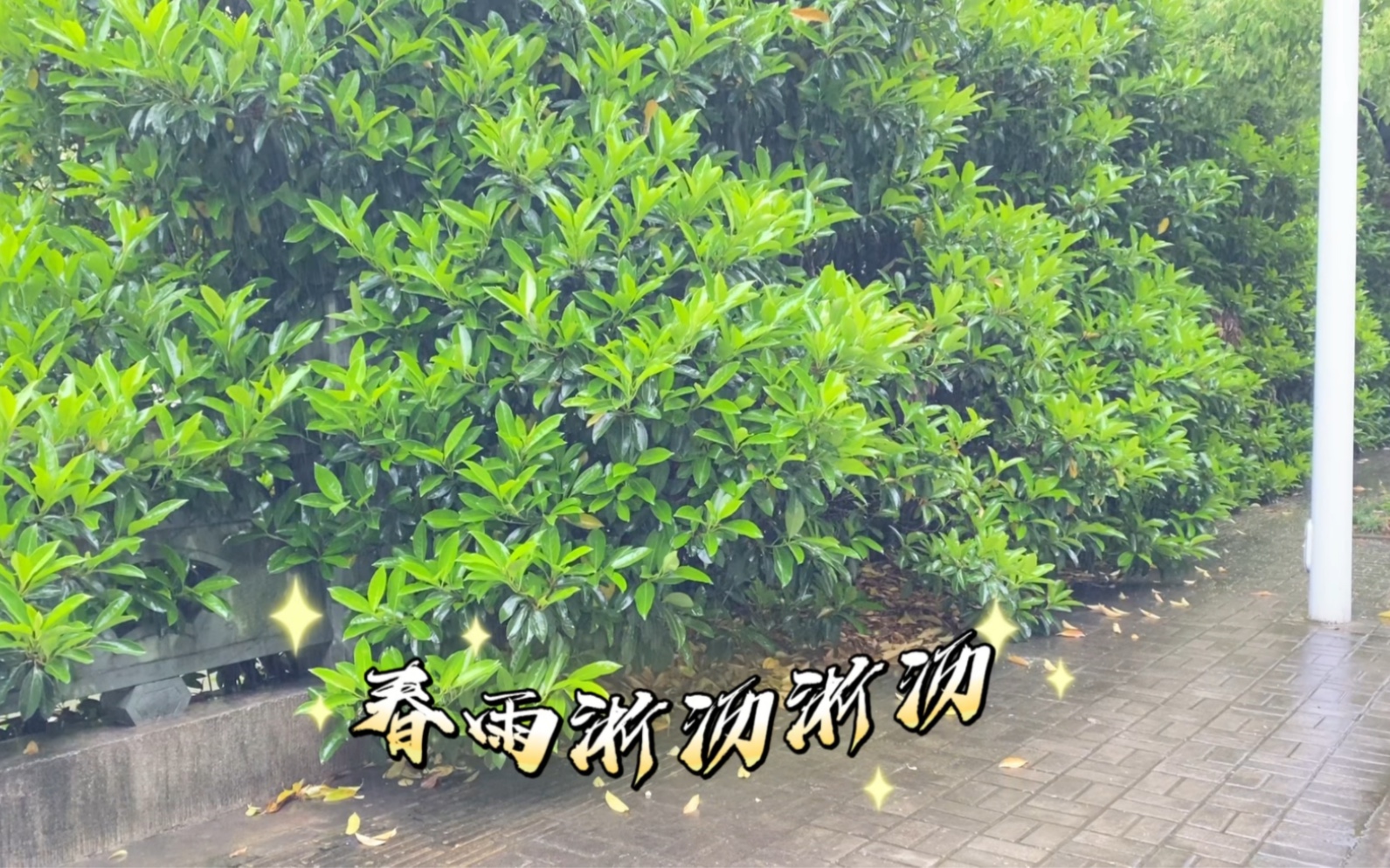 春雨淅沥淅沥哔哩哔哩bilibili