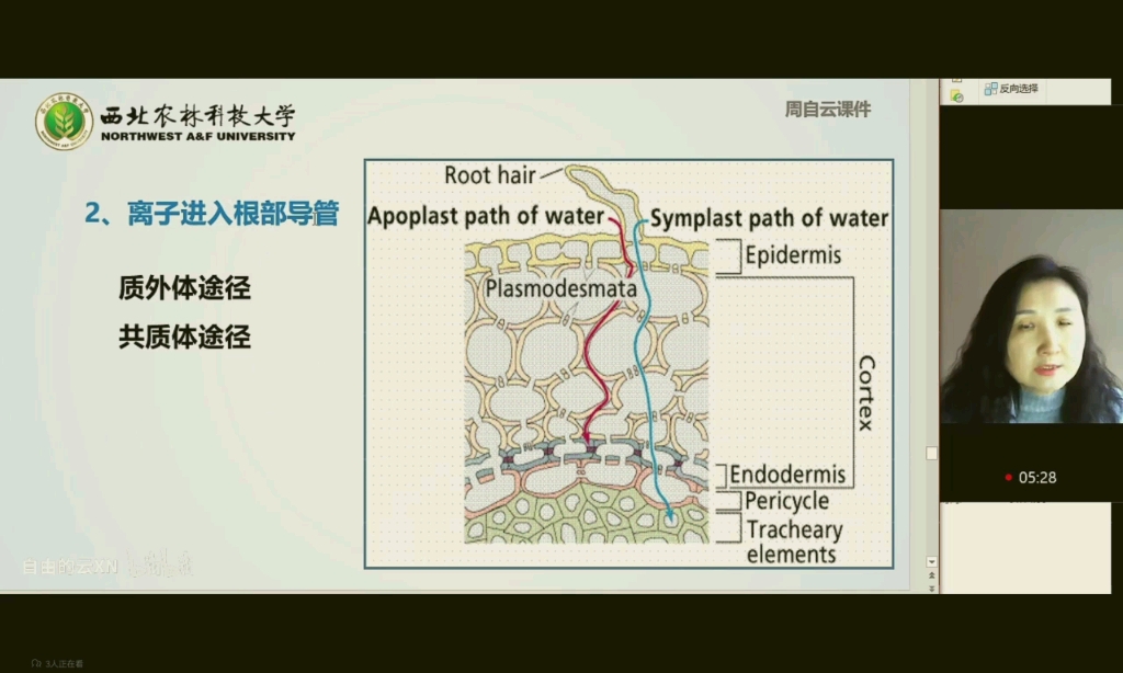 共质体途径和质外体途径哔哩哔哩bilibili