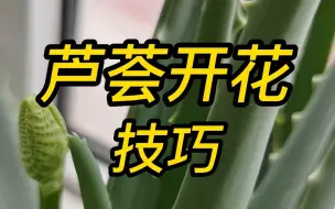 Download Video: 芦荟开花技巧