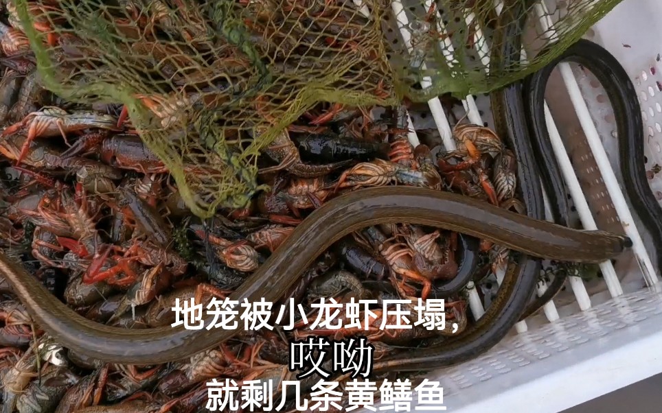 菏塘放地笼抓小龙虾地笼不小心被压塌收获一笼死虾真可惜