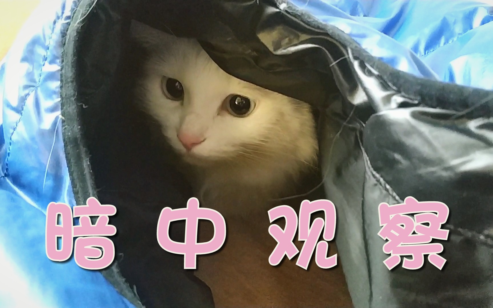 [小狮猫]这是一只会暗中观察的猫咪哔哩哔哩bilibili