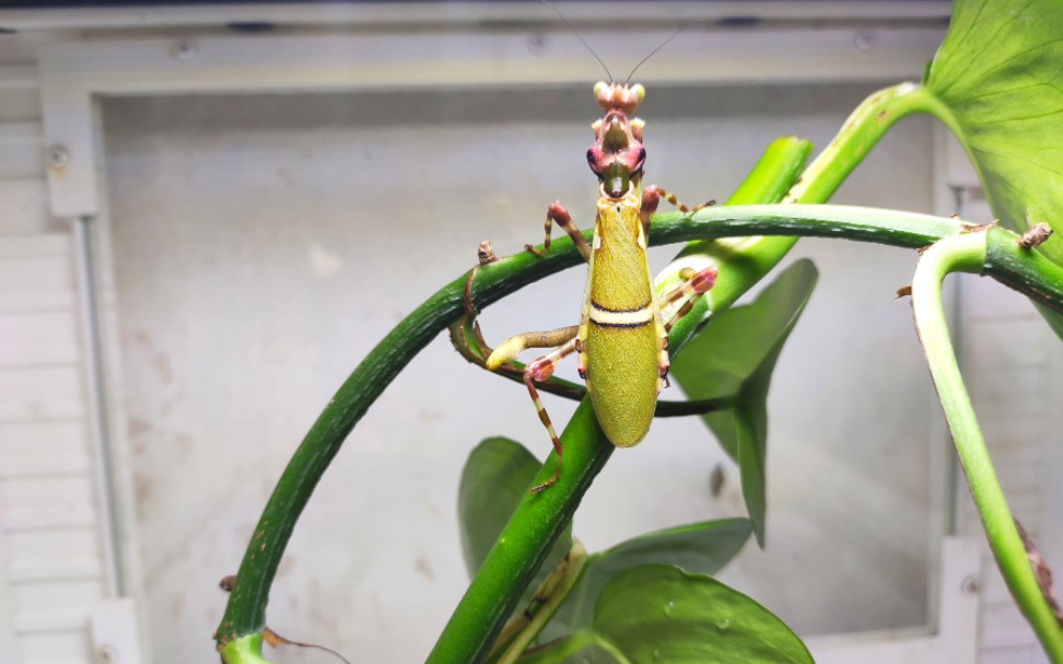 玫色弧纹螳螂羽化延时摄影