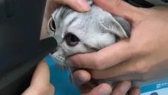 保守治疗斗牛犬角膜穿孔 又省下了一大笔费用 角膜穿孔保守治疗会康复吗 哔哩哔哩 Bilibili