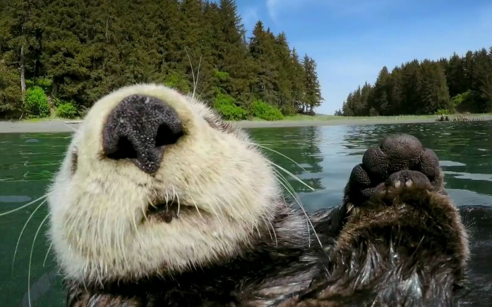 水獭骨头泡酒功效(水獭骨头泡酒:滋补养生,提高免疫力)