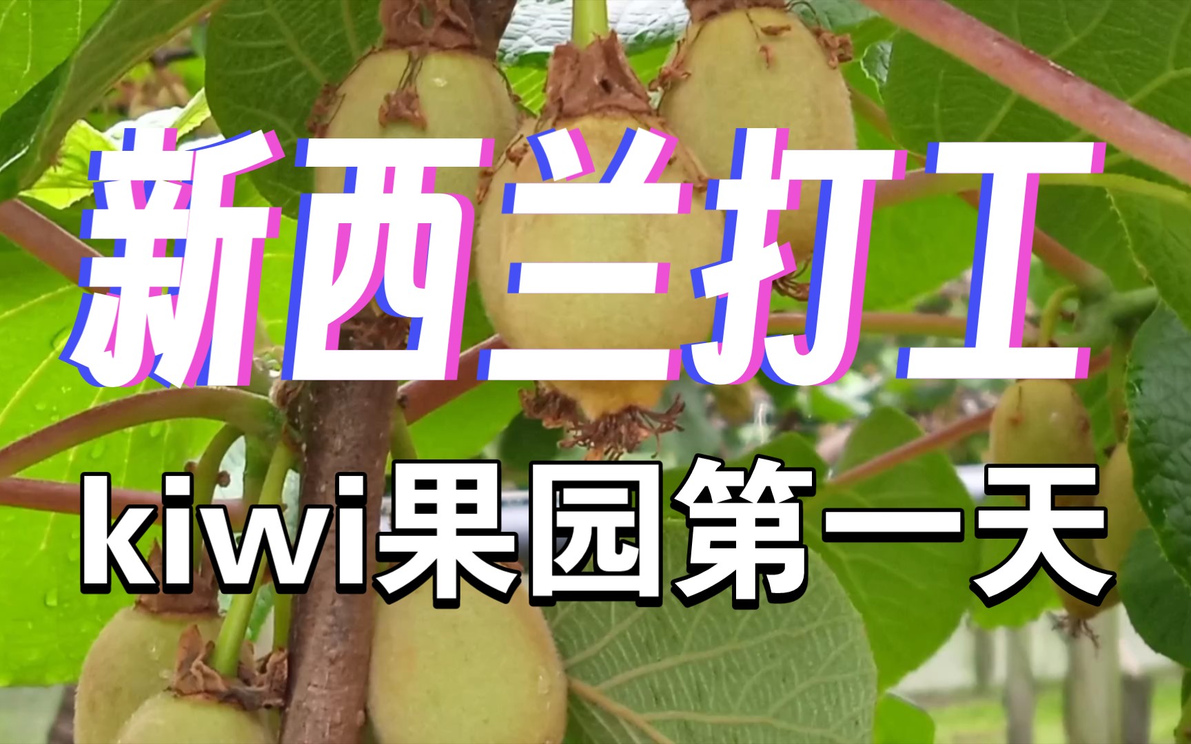 新西兰打工,去kiwi果园thinning第一天,天气不好哔哩哔哩bilibili