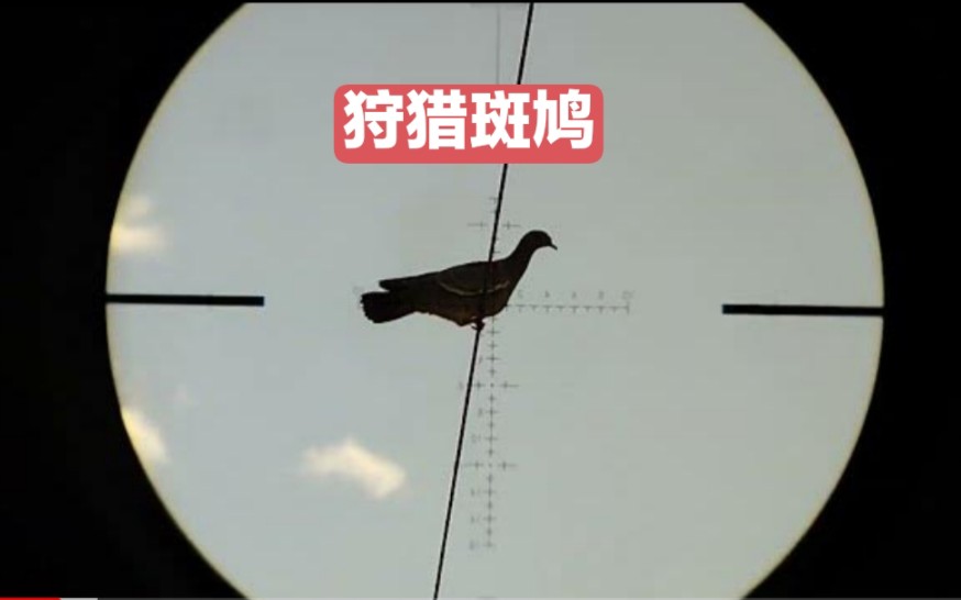 狩猎斑鸠,干脆利落!