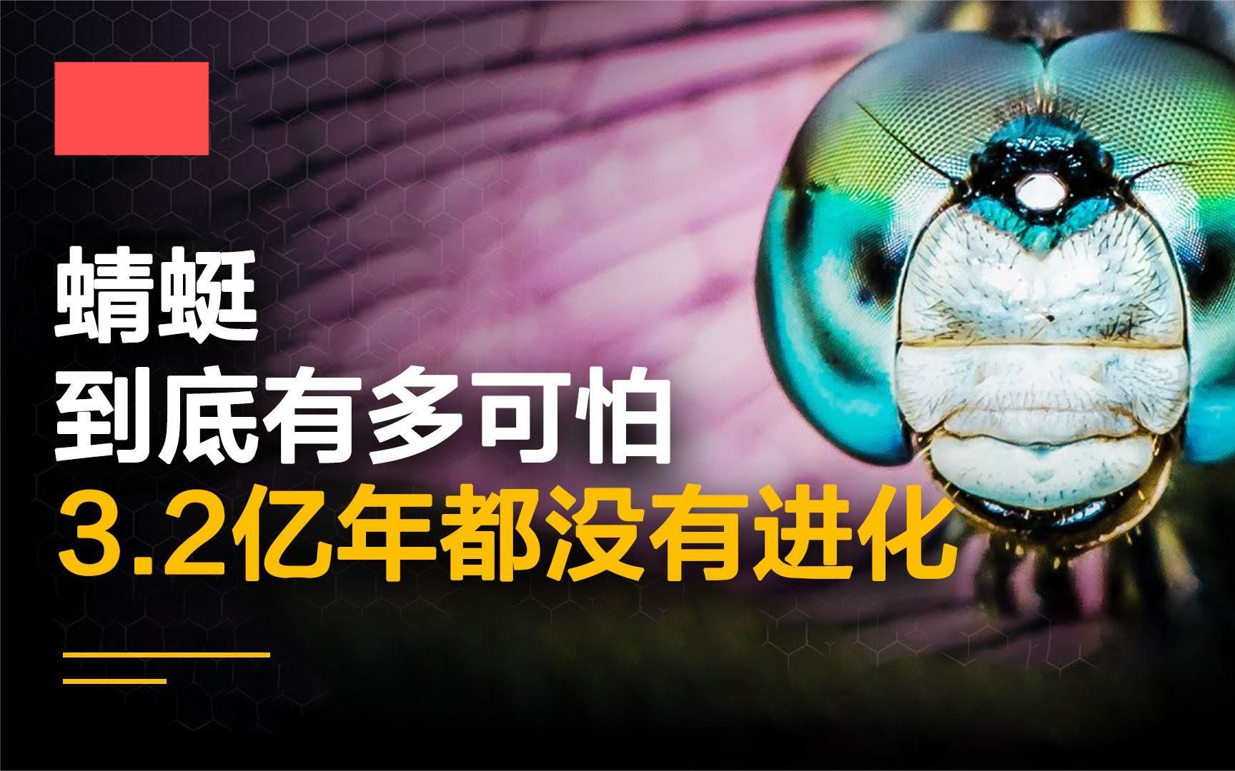 为什么科学家会认为,蜻蜓看起来不像地球上的生物?哔哩哔哩bilibili