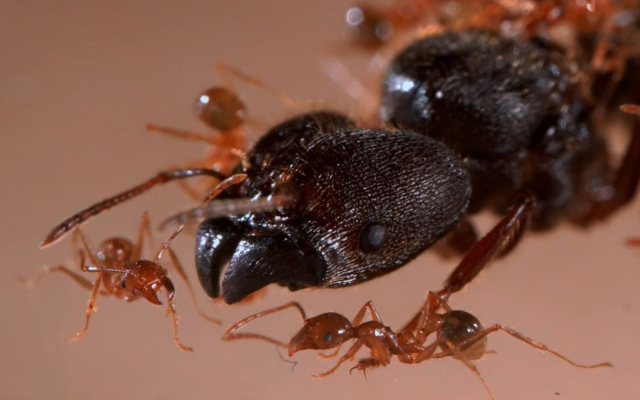 最大的大头蚁——中华大头蚁蚁后