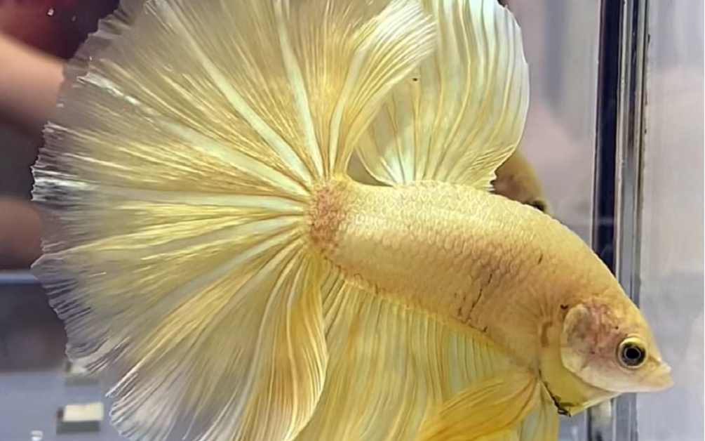 香蕉金属黄半月#泰国斗鱼