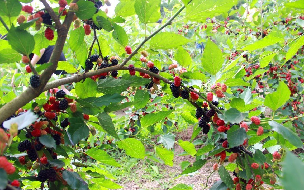 果桑栽培種植技術 果桑種植教程 高產果桑栽培技術