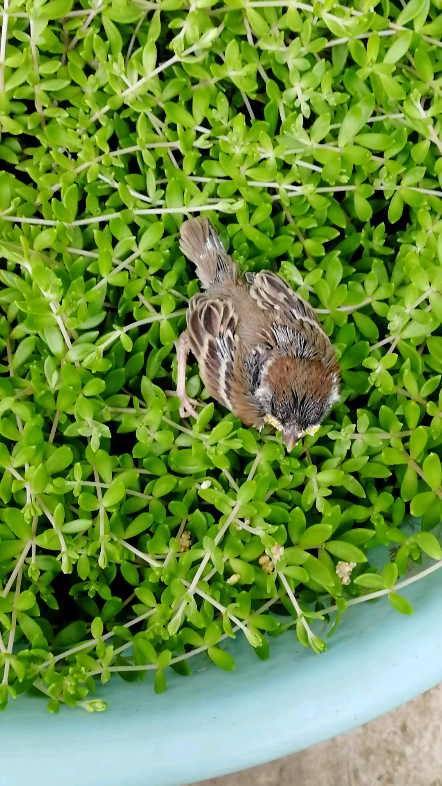 观察动物# 观察小麻雀