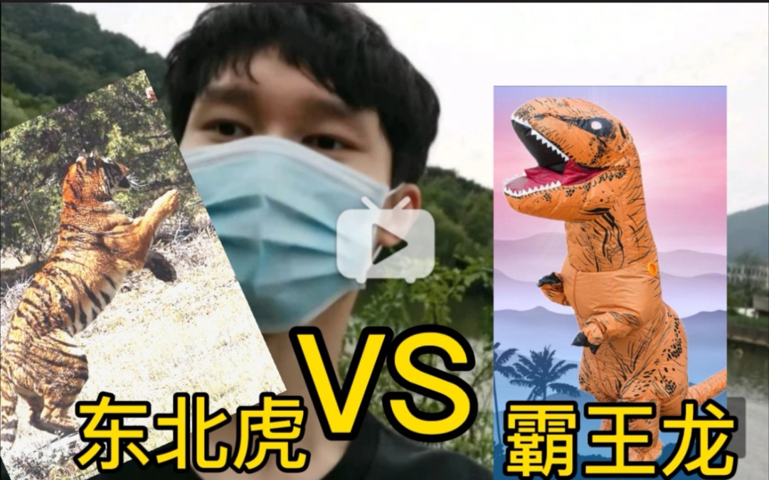 東北虎大戰霸王龍/挑戰穿充氣恐龍服去動物園和猛獸對線!