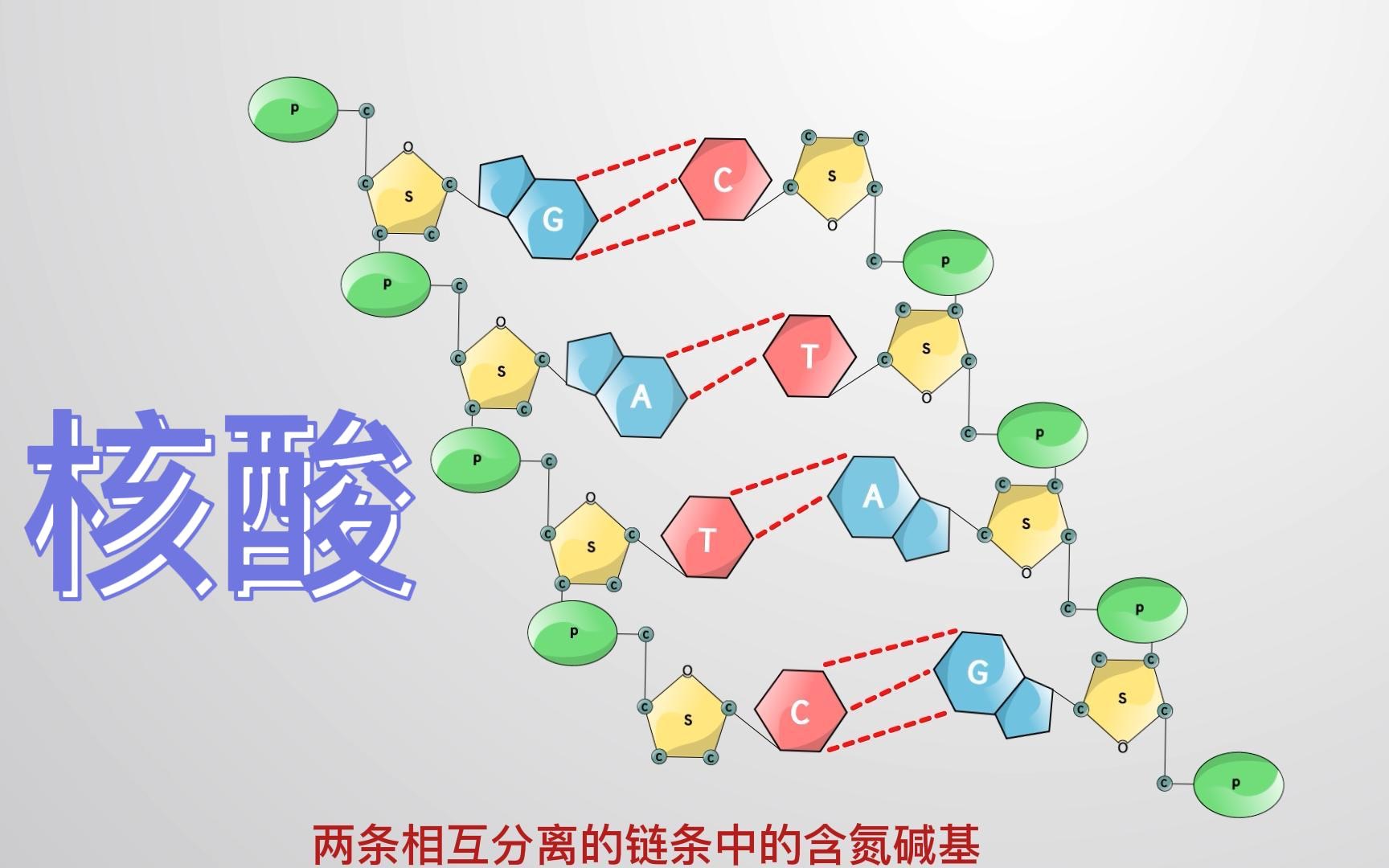 高中生物必修一:核酸的组成哔哩哔哩bilibili