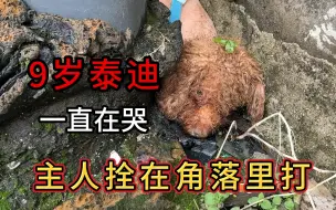 Descargar video: 9岁泰迪被主人拴在角落里打，狗狗躲在角落一直在哭泣。