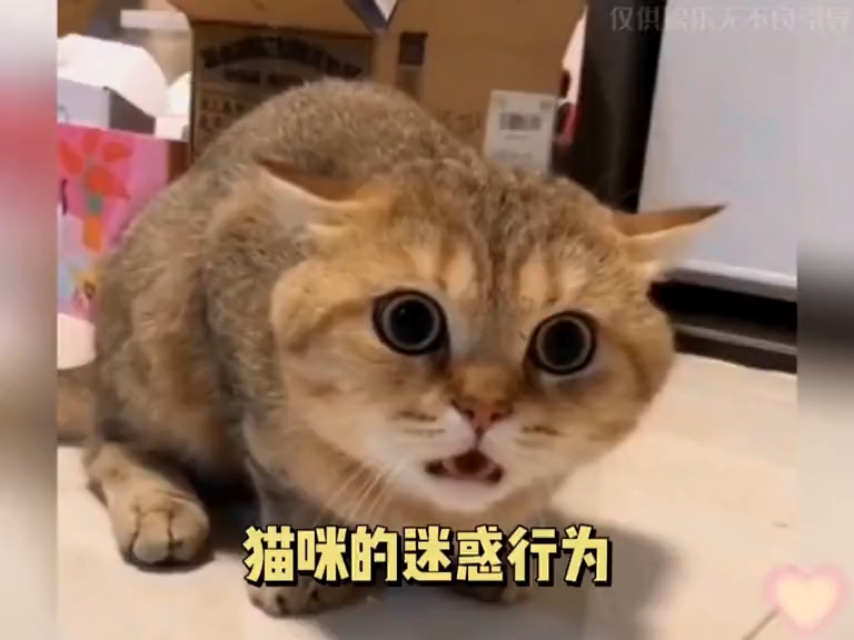 [图]盘点猫咪的迷惑行为，可可爱爱奇奇怪怪的喵星人"猫咪的迷惑行为 "铲屎官的乐趣 "