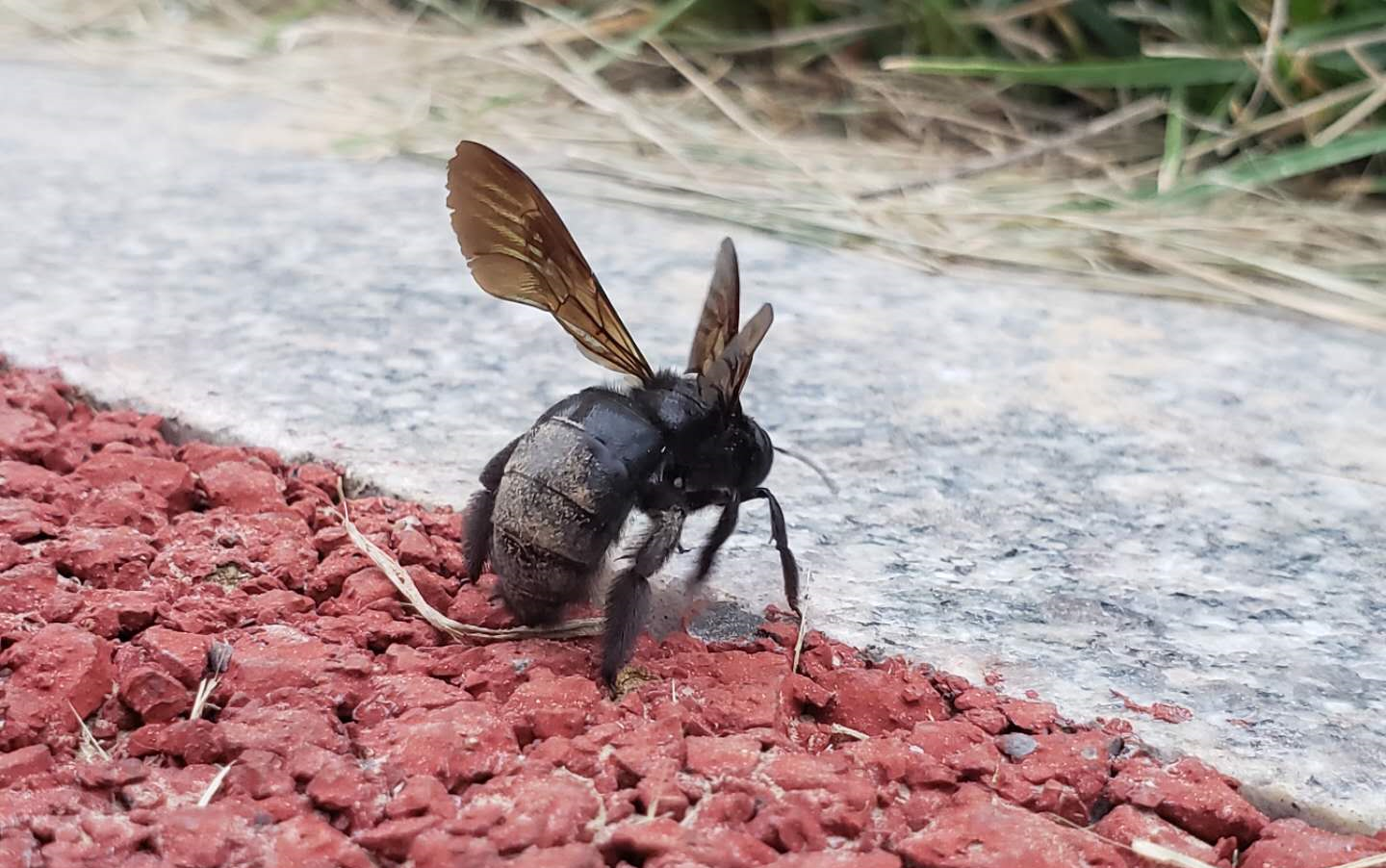 跑步路上偶遇大虫子(可能是马蜂的一种吧)