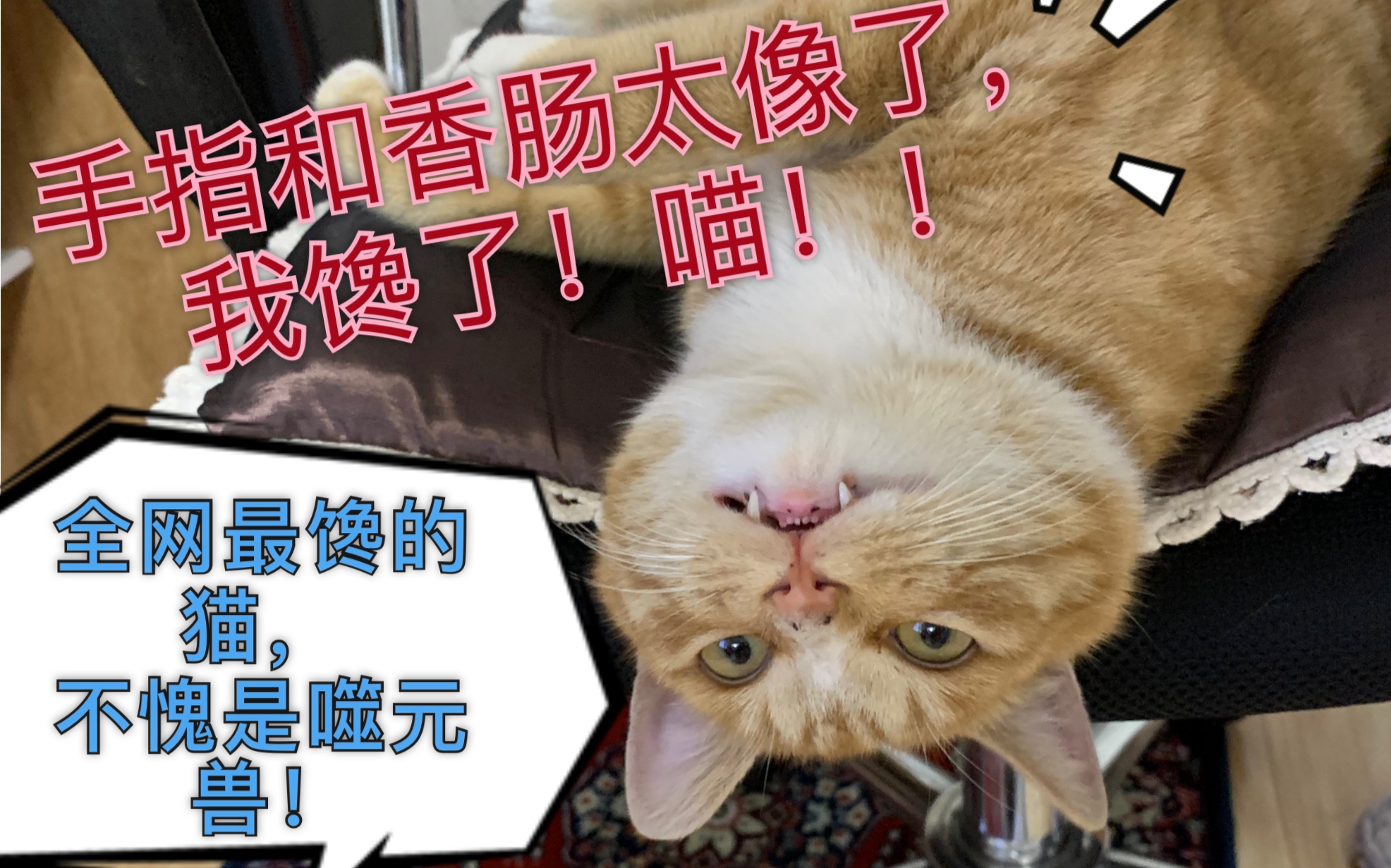 我太馋了!手指和香肠太像了,我咬!喵喵