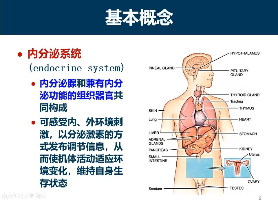 内分泌1内分泌与激素概述1哔哩哔哩bilibili