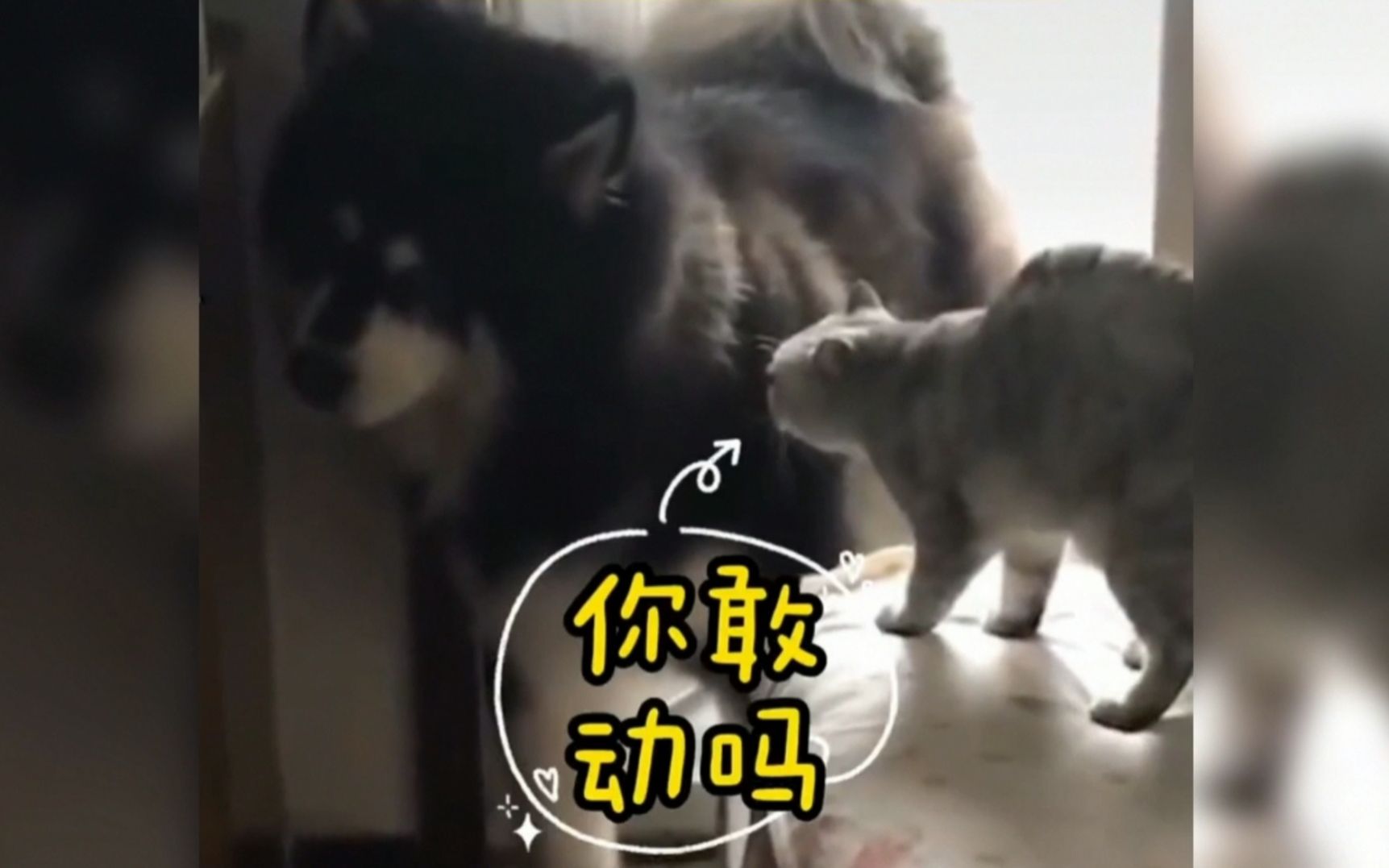 不敢动!_哔哩哔哩_bilibili