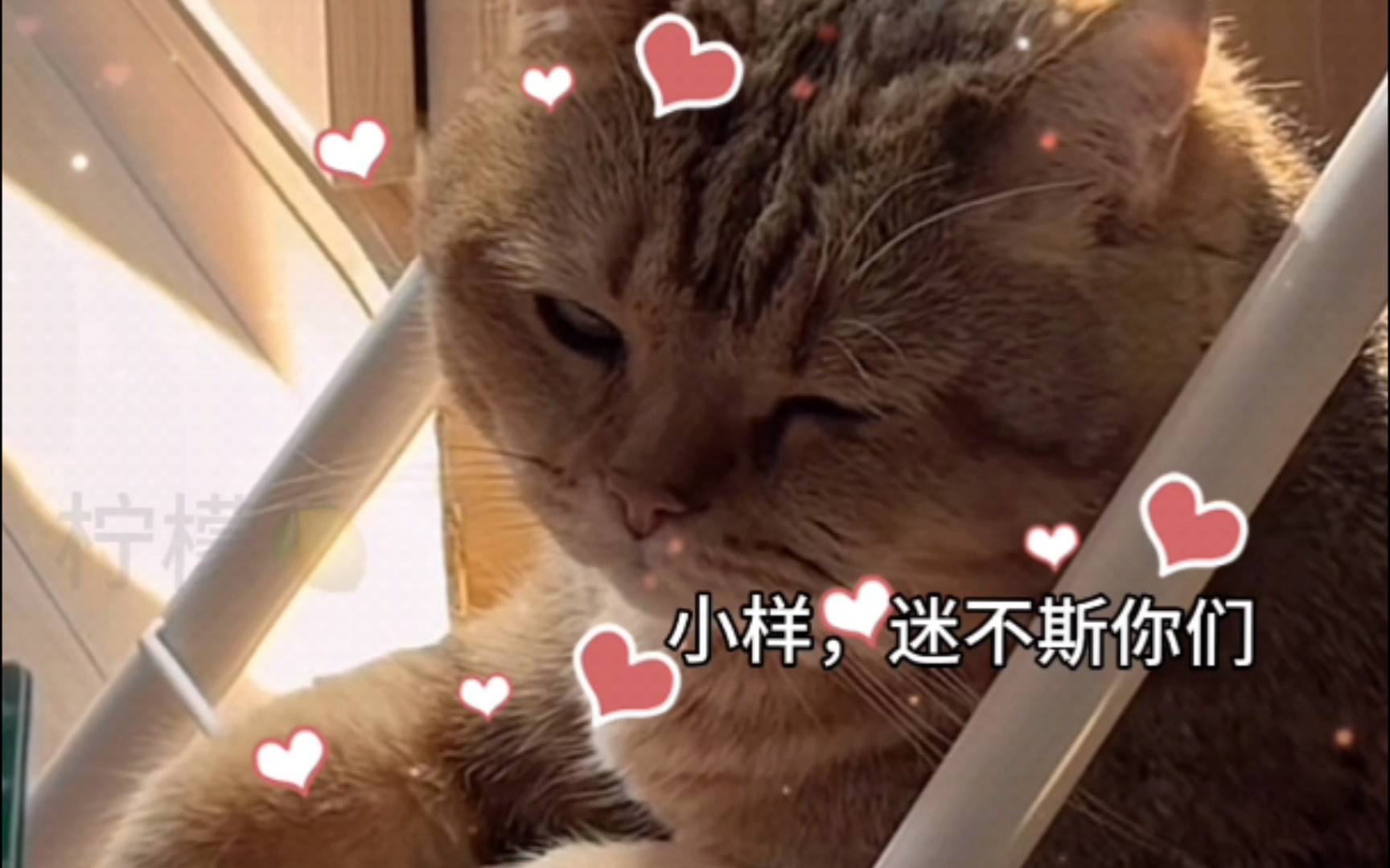 小样,看我迷不迷斯你#爱表演的小戏精 #猫猫 #戏精猫的迷惑行为哔哩哔哩bilibili