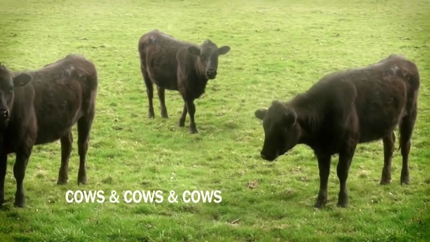 [图]【油管五千万播放的精神污染动画】cows & cows & cows