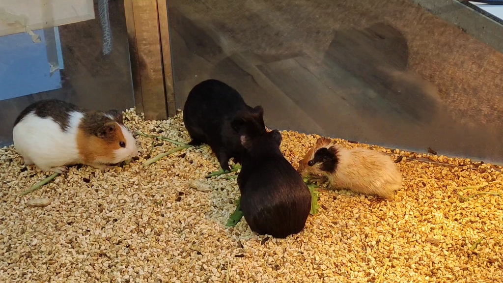 【小动物】看小动物进食实在是一件令人放松的事