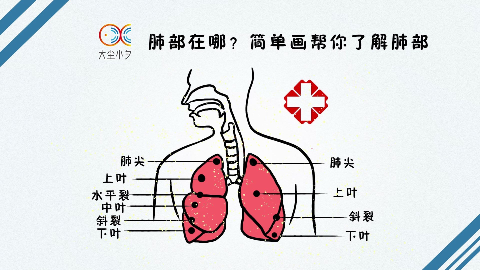 肺部在哪?简单画帮你了解肺部哔哩哔哩bilibili