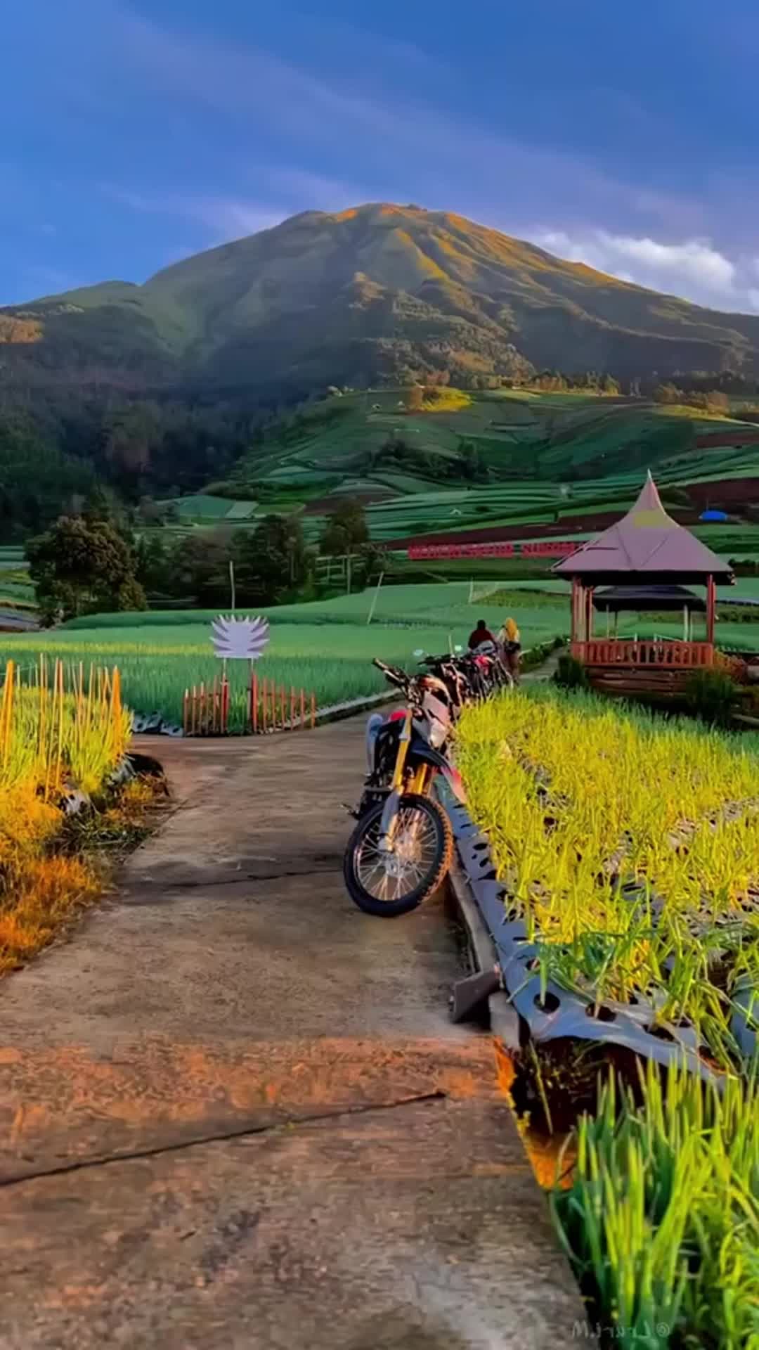 壁纸风景田园竖屏图片