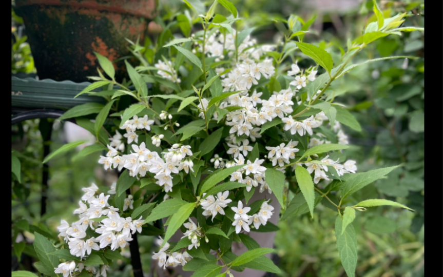 溲疏 冰生 雪绒花 耐荫耐晒 耐旱耐涝 耐寒耐热 俗称养不死_哔哩哔哩