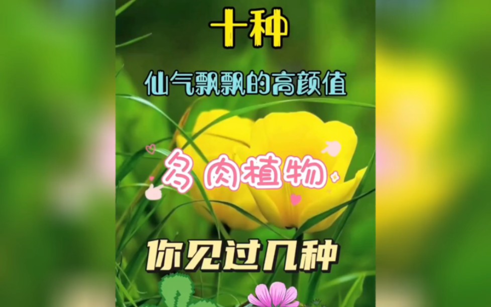 十种最美多肉植物,看看你家缺哪颗哔哩哔哩bilibili