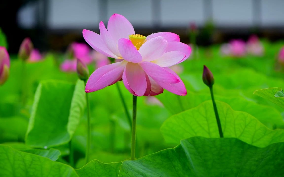 [图]视频素材 ▏d805 2K画质唯美浪漫荷花莲花盛开花朵鲜花绽放荷叶荷塘夜色盛夏天诗歌朗诵学校晚会比赛清廉夏天景色舞台LED背景视频素材