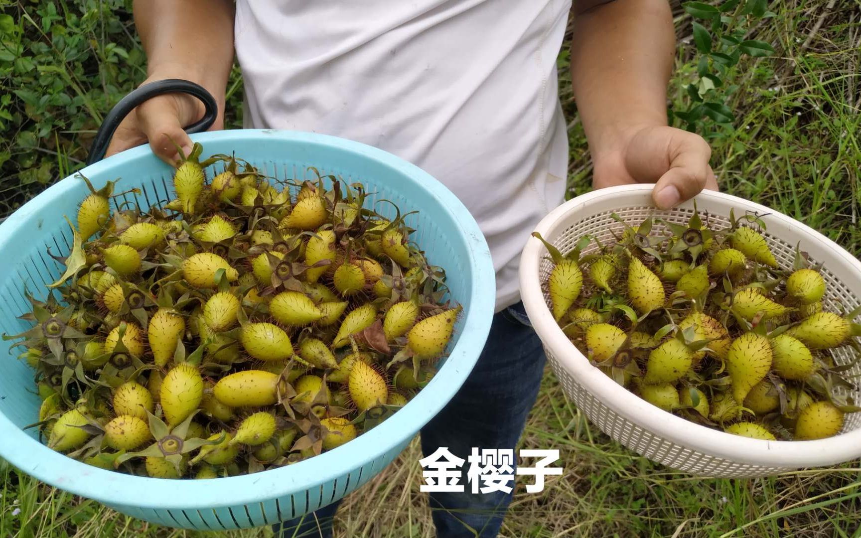 長得像刺蝟的金櫻子滿身尖刺,是泡酒的好藥材,這樣採摘很安全.