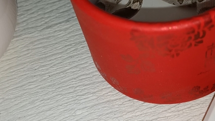 木炭玉米蛇开食第一餐