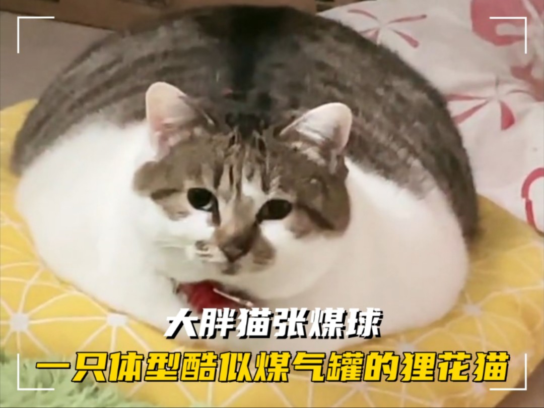 刘亦菲的猫煤球图片