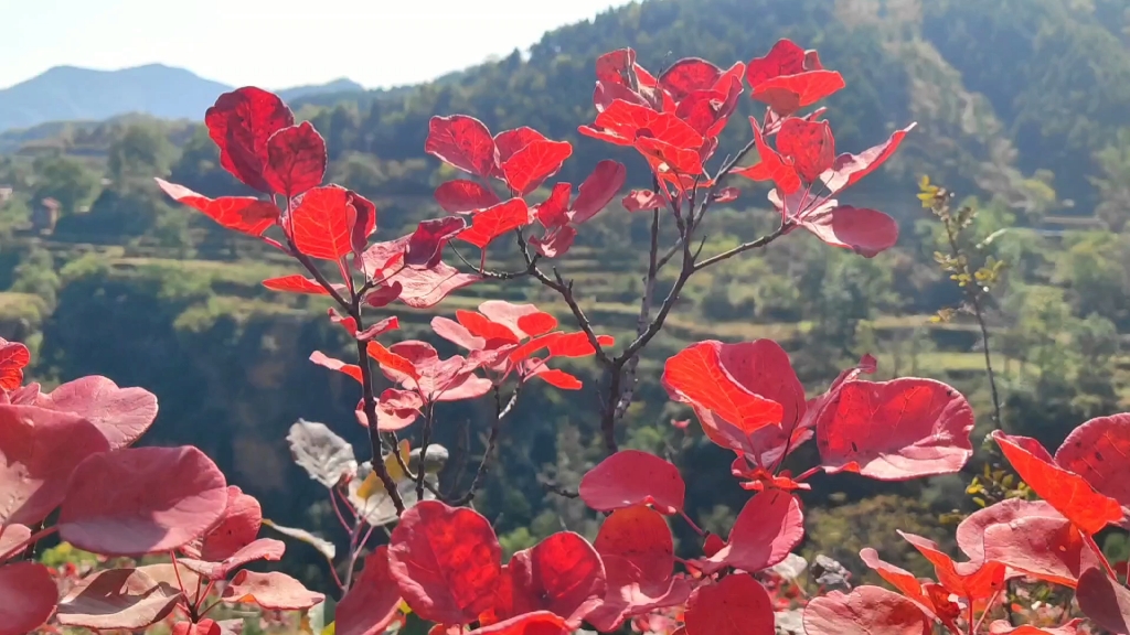 [图]免费来看红叶了！观万山红遍，赏层林尽染！林州石板岩镇韩家凹村！