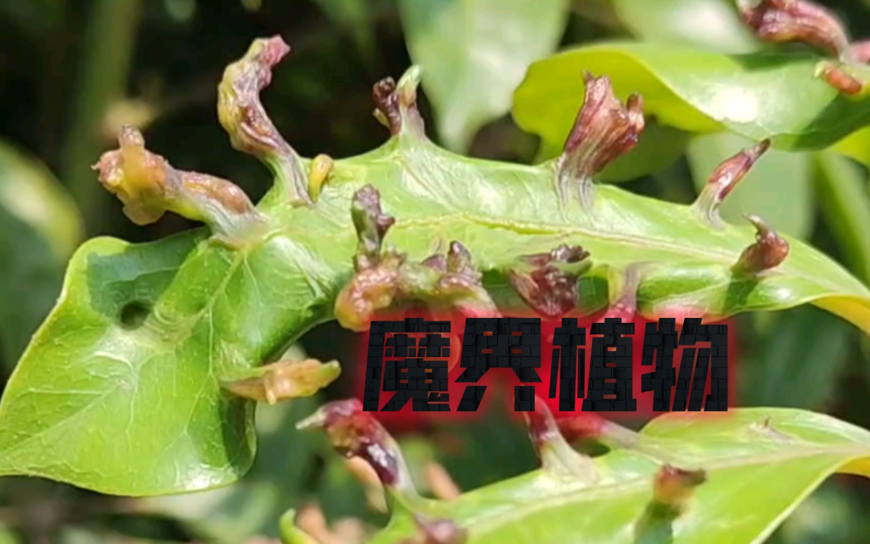 "魔界植物"